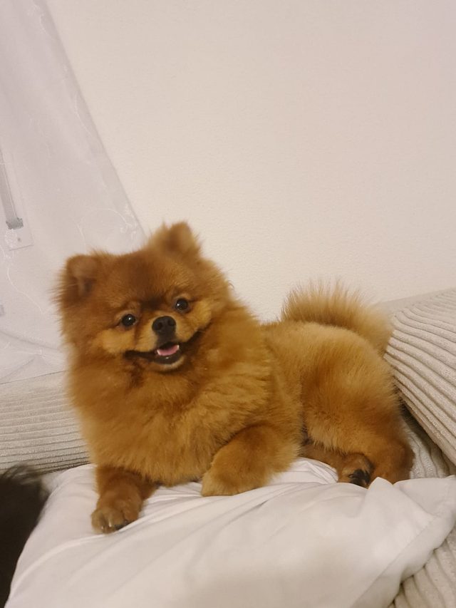Leo, das Maskottchen von Two Spears